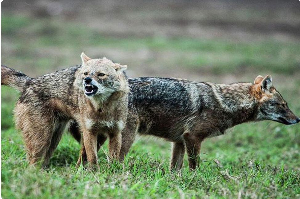 Xaçmaz rayonunun fındıq toplayan 3 nəfər çaqqalların hücumuna məruz qalıb