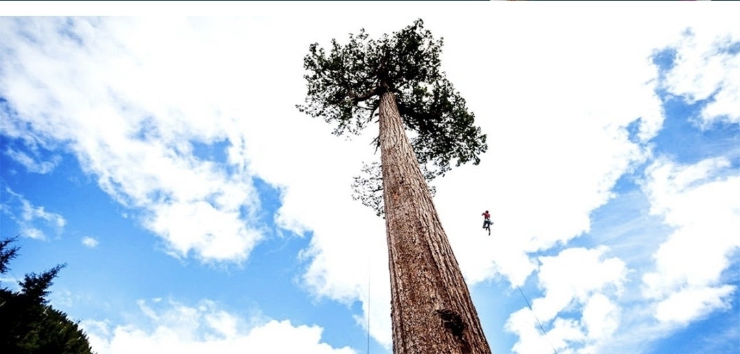 Dünyanın ən qədim və ən hündür ağaclarından biri daxıldən yanır