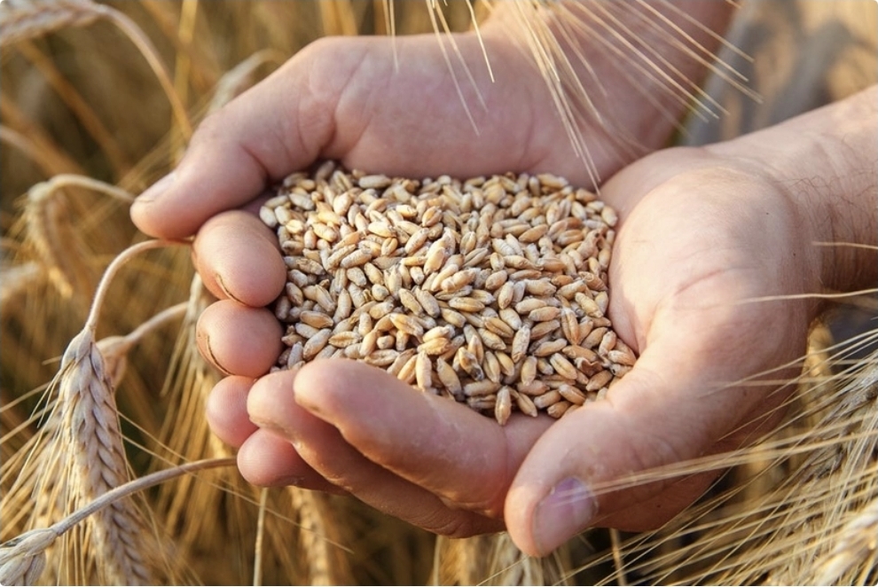 Azərbaycan buğda idxalını 31 % artırıb