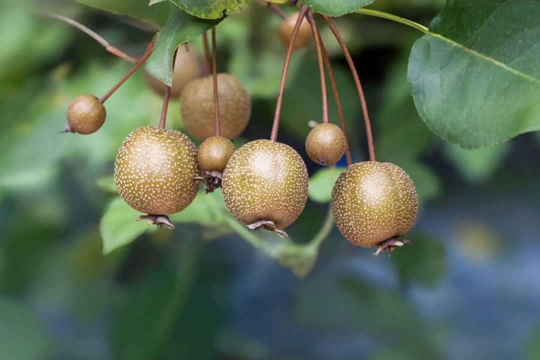 Qaraciyəri spirtli içkilərin yaratdığı zərərdən qoruya bilən meyvənin adı açıqlandı - Elmi tədqiqat