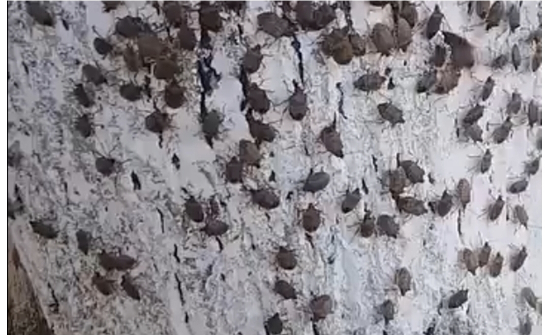 Zaqatala və Balakəndə evləri həşəratlar basdı