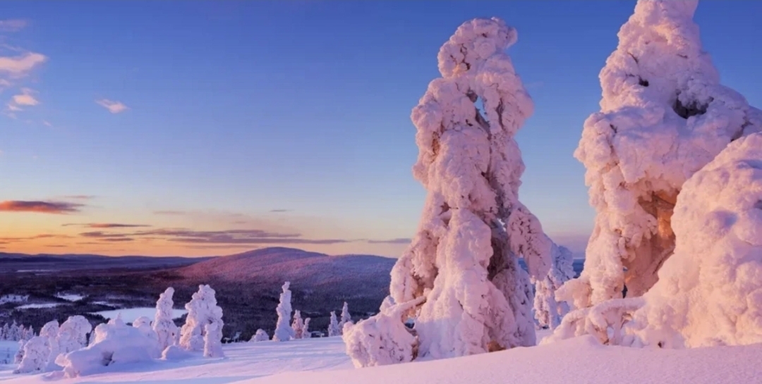 Alimləri heyrətləndirən kəşf - Laplandiyada ağaclarda qızıl 