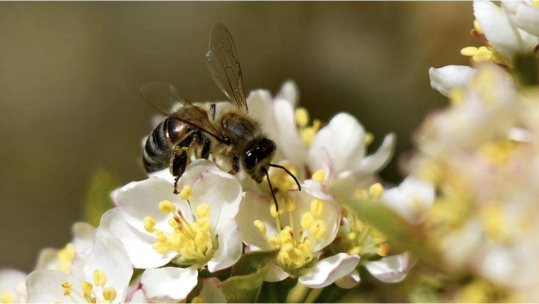Arı zəhərinin xəstələrdə fantom ağrılara möcüzəvi təsiri məlum oldu