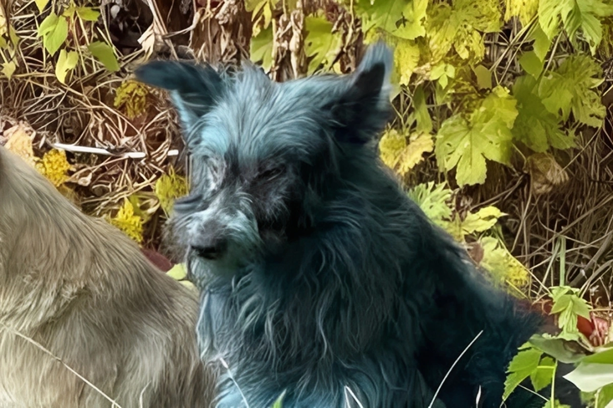 Çernobılda itlər niyə mavi rəngdədir?