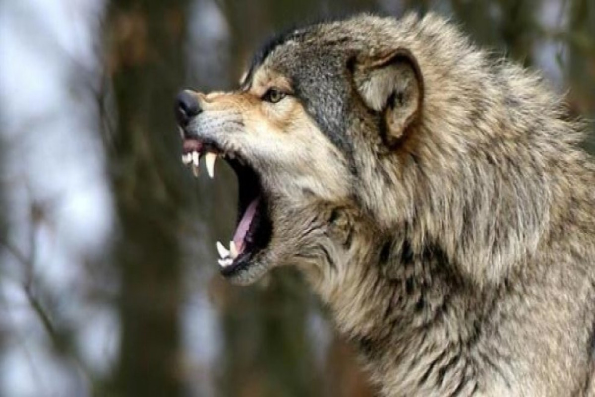 Şəkidə canavarın hücumu nəticəsində 5 nəfər xəsarət alıb