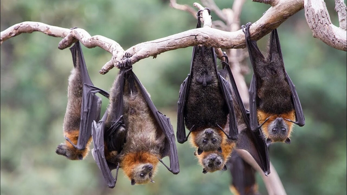 Ekspertlər Nipah virusuna yoluxmanın simptomlarını sadalayıblar