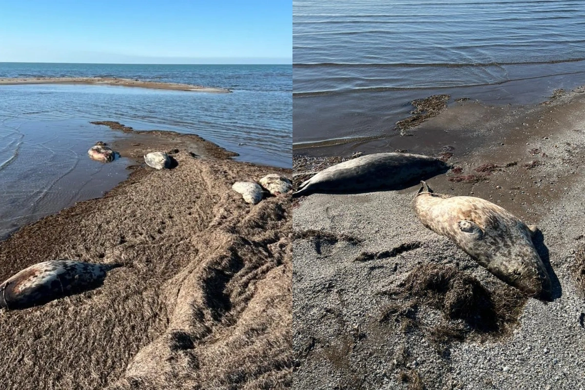 Xəzər sahilində 320-dən çox suiti cəsədi tapıldı