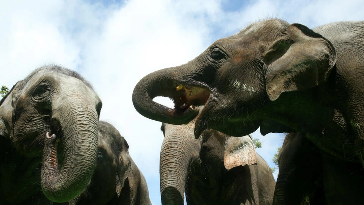 Hindistanda fil sürüsü işdən evə qayıdan qadını öldürüb