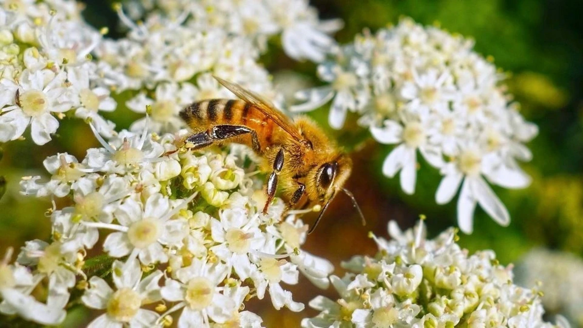 Amazon arıları dünyada qanuni hüquqları olan ilk həşərat oldular