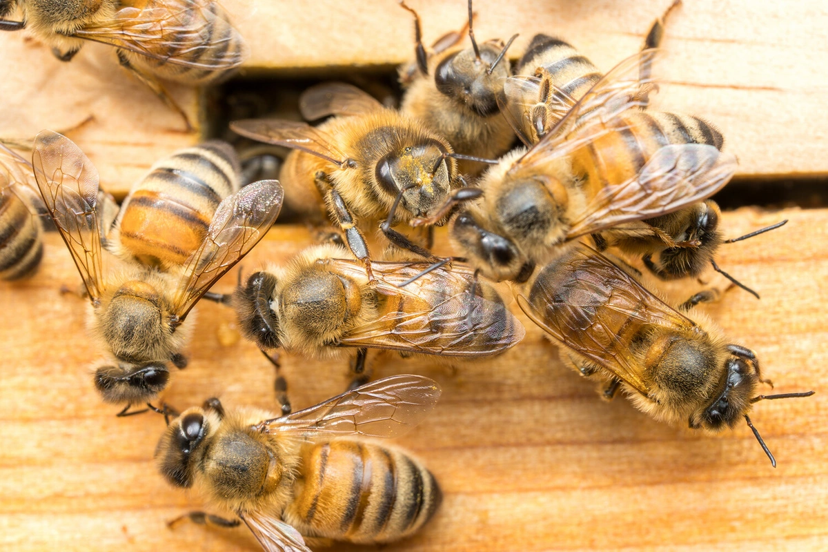 Alimlərdən sensasion açıqlama: Bəzi heyvanlar gəncləşirlər