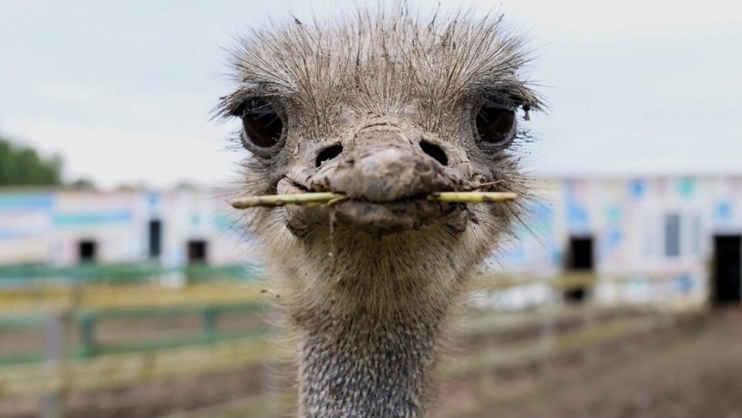 Kanadada 400 dəvəquşu 