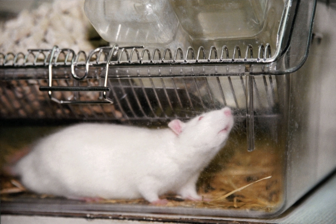 Rusiyada alimlər siçovulların beyninə süni intellekt yerləşdirdilər