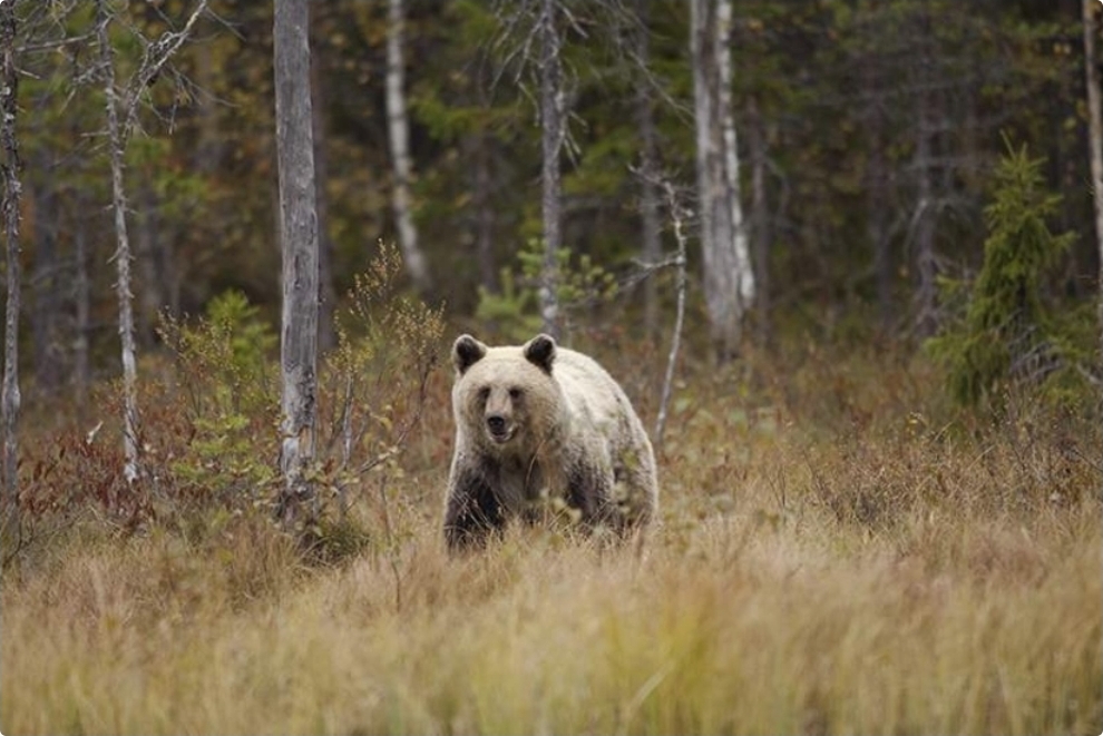 Kanadada ayının hücumu nəticəsində 11 nəfər yaralanıb