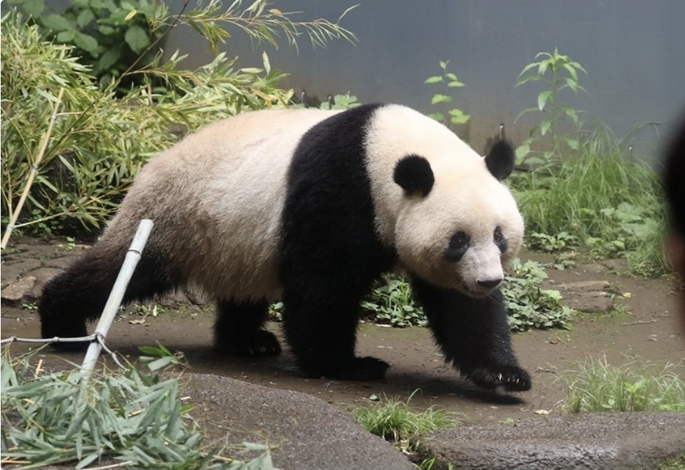 Yaponiya Çinlə münasibətlər gərginləşdiyi üçün pandalardan məhrum qala bilər