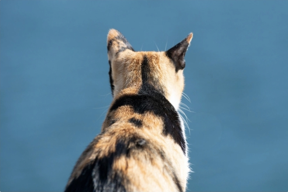 Yeni Zelandiyada bütün vəhşi pişiklər öldürüləcək