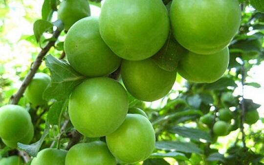 Alça bağlarında dəhşətli xəstəlik yayıldı