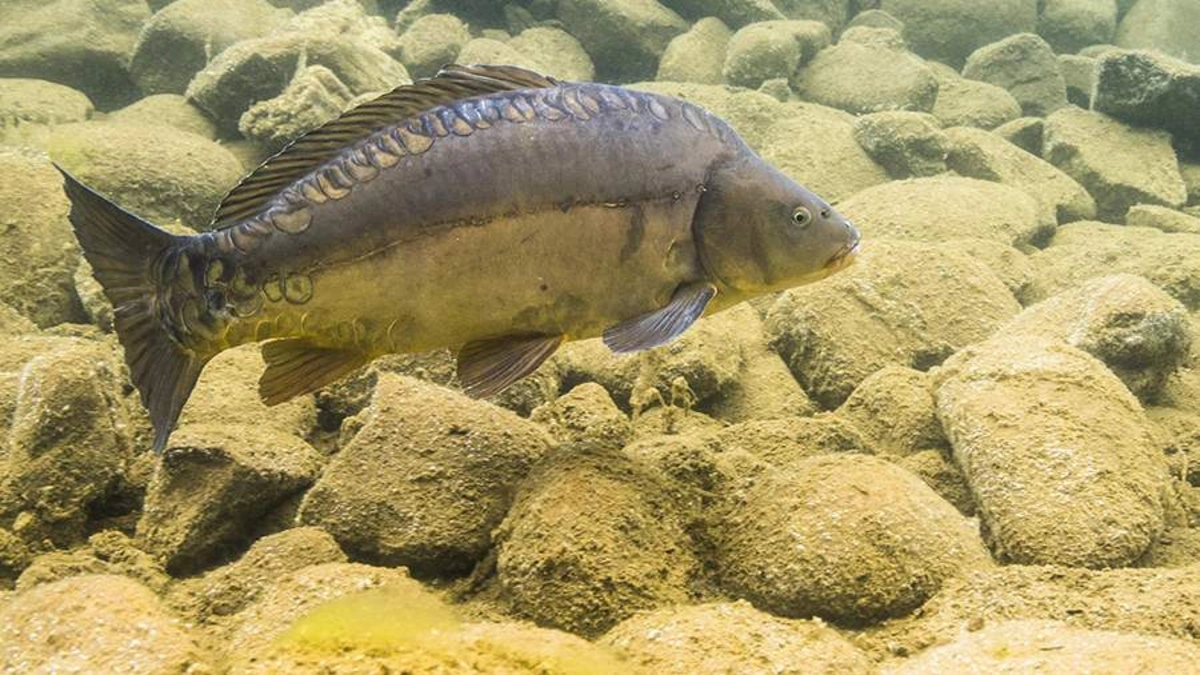 Çinli alimlər sümüksüz sazan növü yetişdiriblər